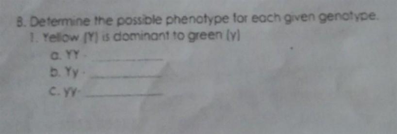 B. Determine the possible phenotype for each given genotype. 1. Yellow (Y) is dominant-example-1