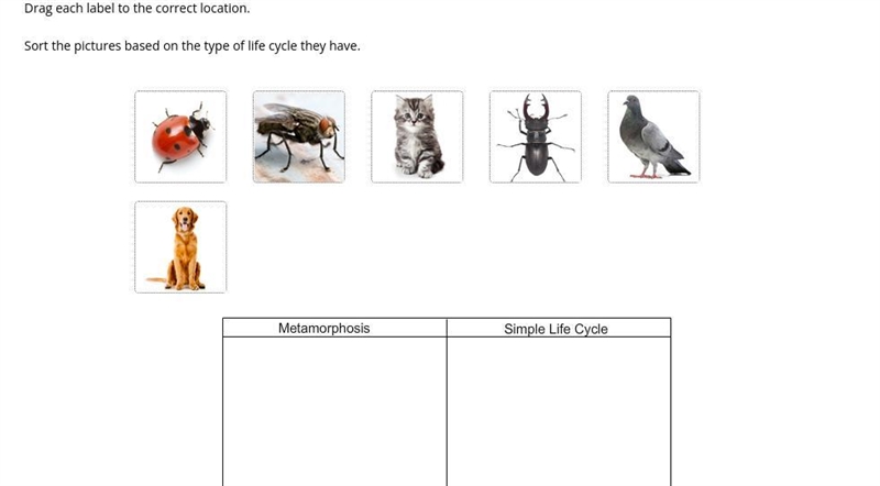 Drag each label to the correct location. Sort the pictures based on the type of life-example-1