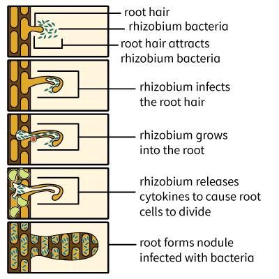 The relationship between legumes and Rhizobium is best described as A. competitive-example-1