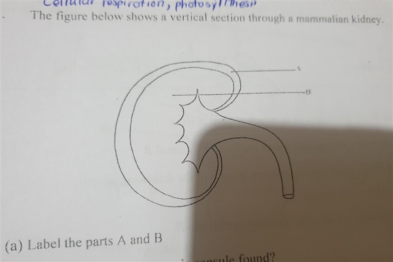 3. The figure below shows a vertical section through a mammalian kidney. G (a) Label-example-1