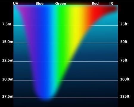 Phycobiliproteins are complex proteins in cyanobacteria that absorb light energy. There-example-1