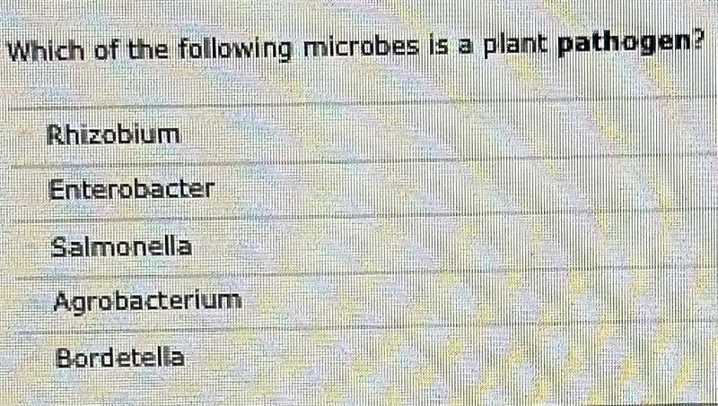 Which of the following microbes is a plant pathogen Rhizobium Enterobacter Salmonella-example-1