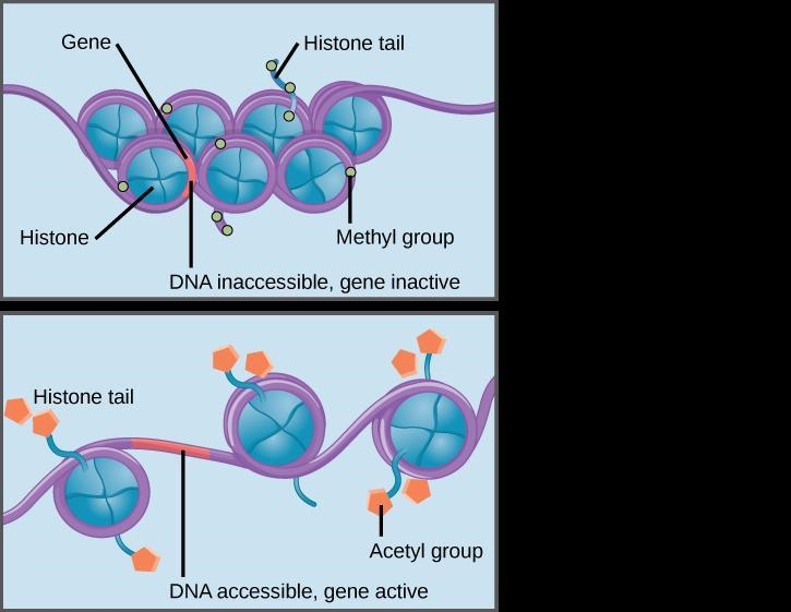 chromatin structure can increase or decrease transcription of a gene according to-example-1