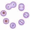 During which phase do the nucleus & cytoplasm divide-example-1