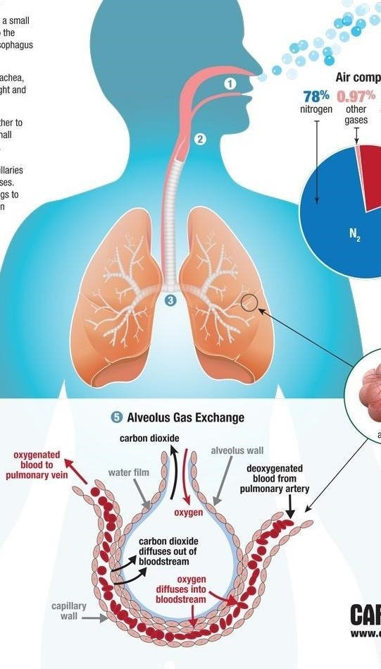 Describe the exchange of co2 and o2 the lungs-example-1