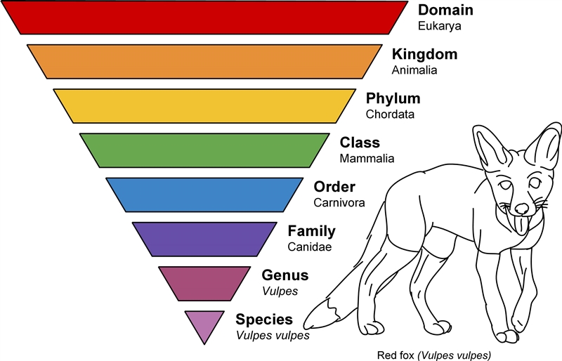 Which of the following groups has the most individuals found in the classification-example-1