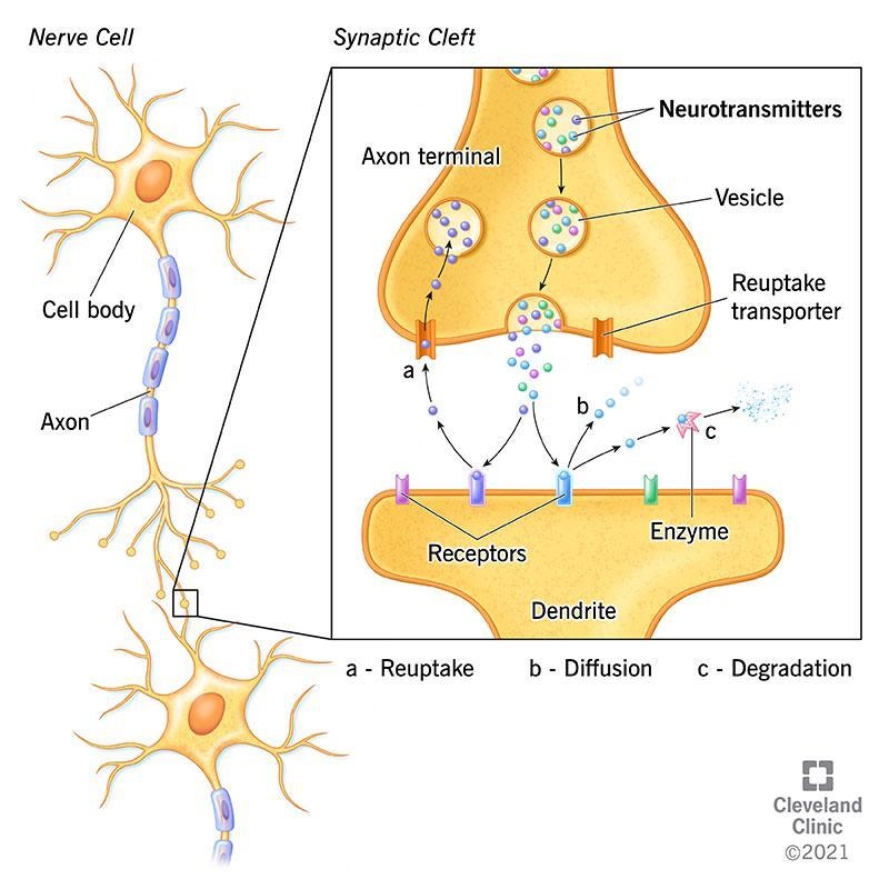 What specific part of the neuron communicates with a target cell and releases neurotransmitters-example-1