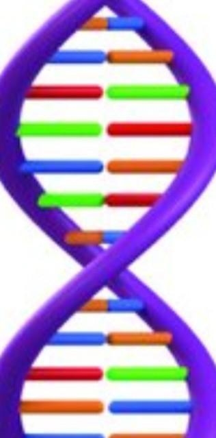 What is the shape of DNA when it is not undergoing replication?-example-1