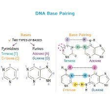 Draw a line diagram of an adenine-thymine nitrogenous base pair?​-example-1