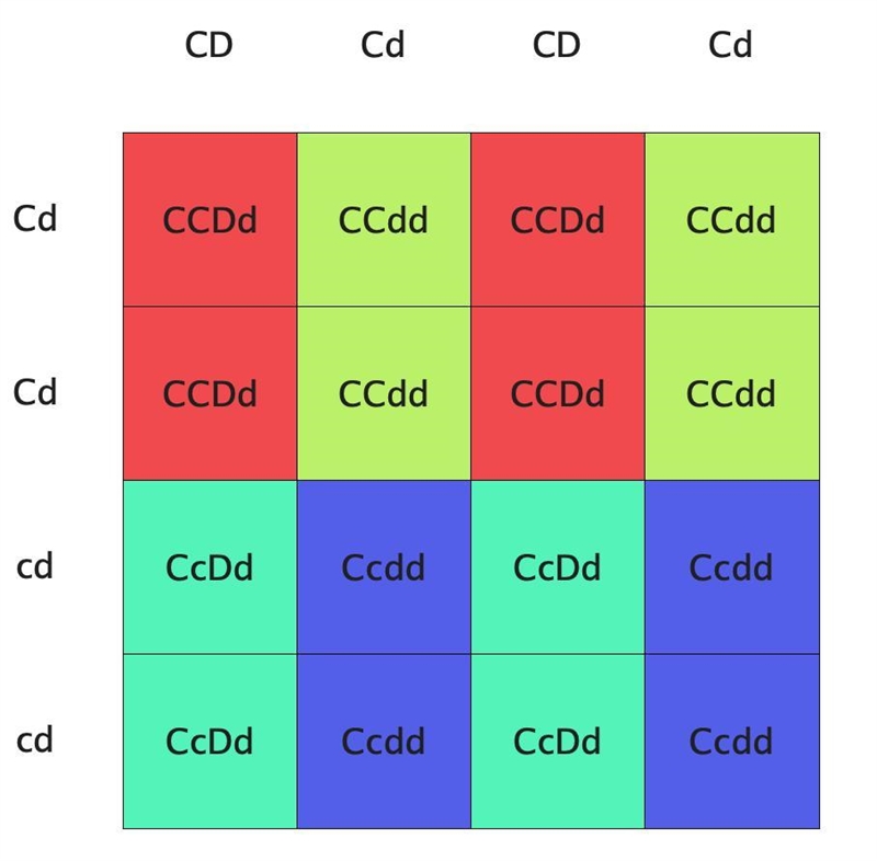 consider the two individuals that have the following genotypes: CCDd and Ccdd. Predict-example-1