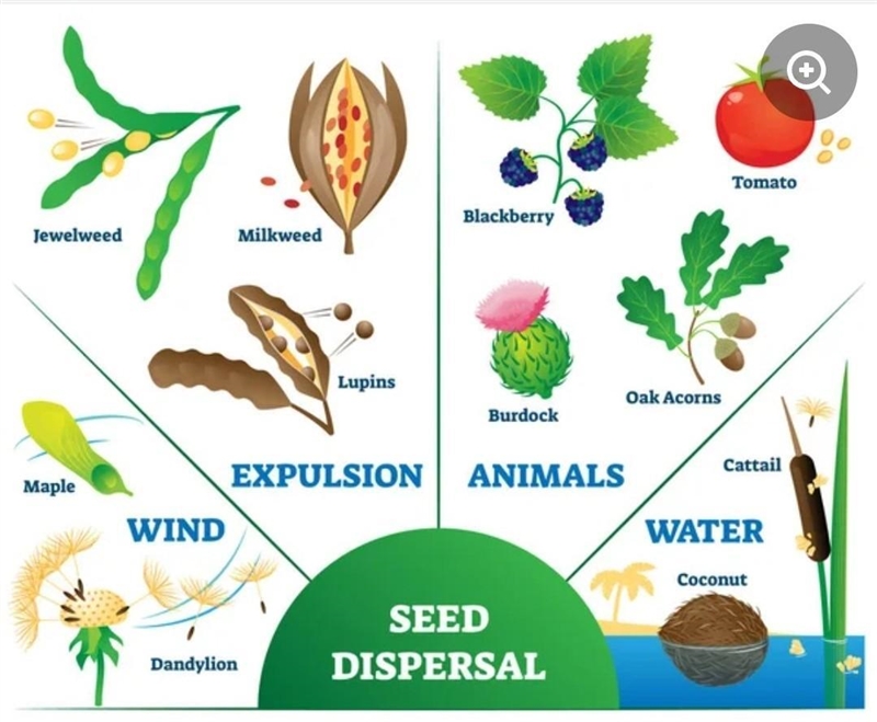 Go outdoors and look for ten different plants. See if you can figure out which type-example-1