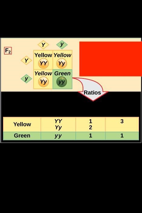 Yellow peas (Y) are dominant to green peas (y). Cross two heterozygous yellow pea-example-1