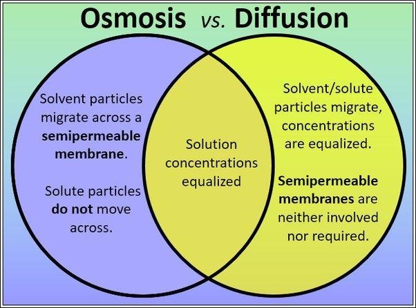 Diffusion vs Osmosis in a ven digram-example-1