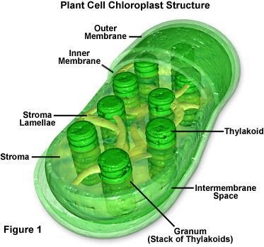 What is photosynthesis...?​-example-1