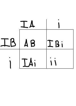 .Cross 2 parents, one that has the genotype IAi and the other that has the genotype-example-1