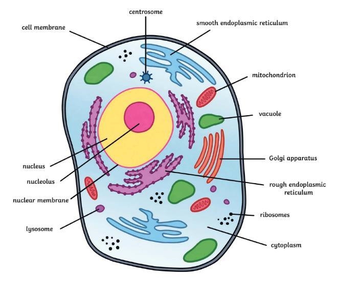 The diagram below shows the structure of an animal cell. Which number label represents-example-1