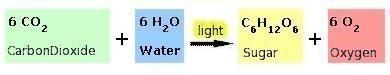 What produce of photosynthesis is stored in chemical bonds-example-1