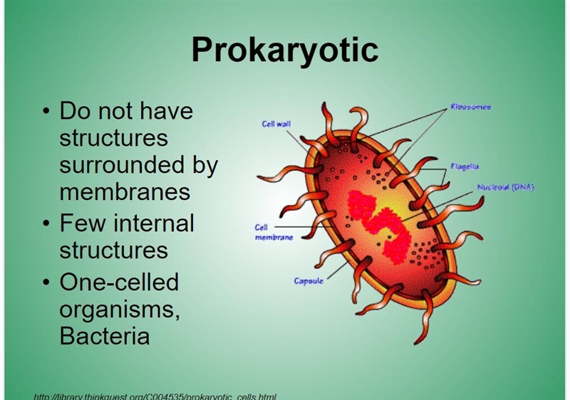 Explain: Make a graphic organizer to summarize the mechanisms that allow eukaryotic-example-2