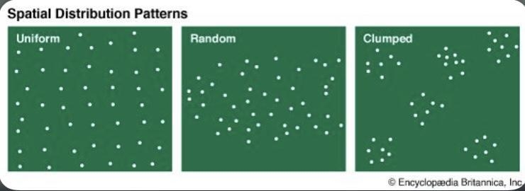 Organisms that are distributed evenly across the environment have a dispersal pattern-example-1