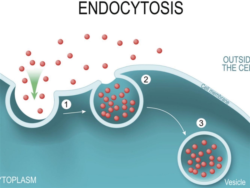 To absorb large particles, cells engulf them within their plasma membrane in a process-example-1