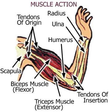 Please someone help me with this. Match the muscles and their associations. involuntary-example-1