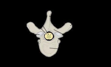 What is that hole in the middle of the vertebra with in it?-example-1