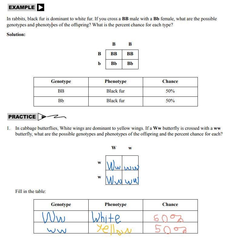 For your answer, list the genotypes, phenotypes and % chance of each.-example-1