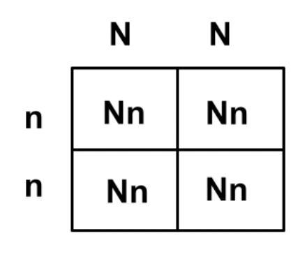 The color yellow (Y) is a dominant trait. The color green (y) is a recessive trait-example-1