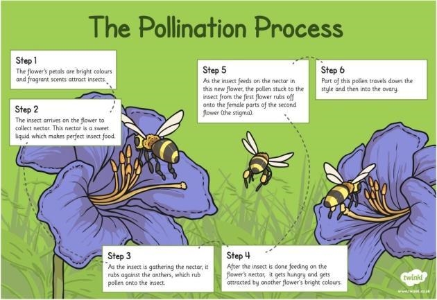 Pollination is: a. the development of a new embryo C. the development of a pollen-example-1