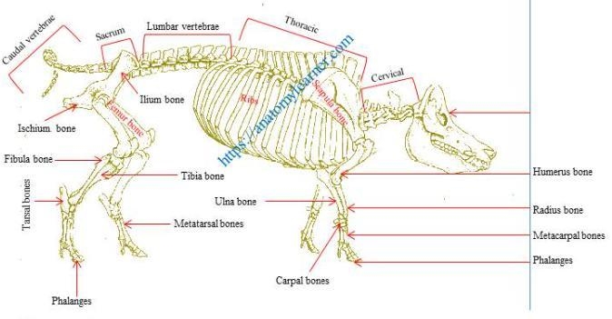 Label the bones of the pig-example-1