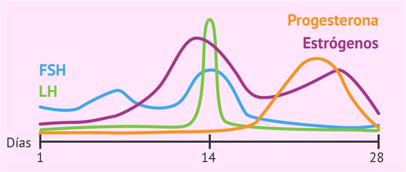 What is the function of estrogen in the menstrual cycle?A. Causes the egg to develop-example-1