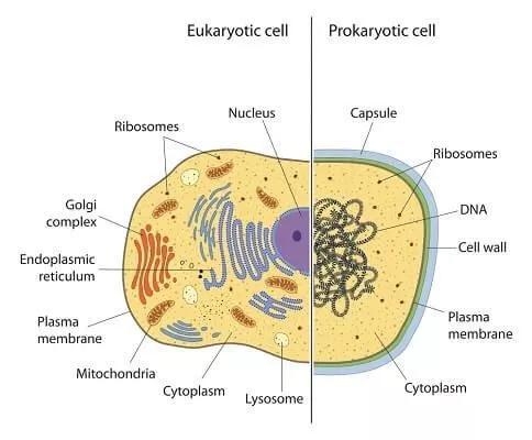 This part of a prokaryotic cell is a slime layer that helps cell stick things-example-1