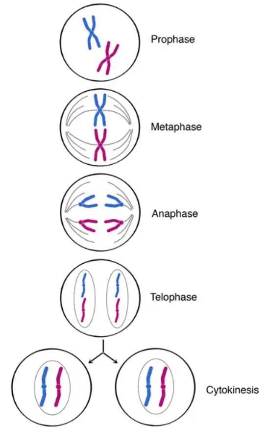 Q - Describe the Mitoses with the help of diagram. write its different phares and-example-1