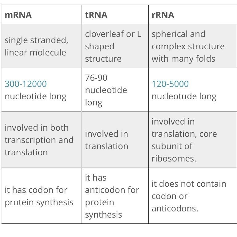 Compare and contrast the structures and functions of RNA and DNA. Then, describe the-example-1