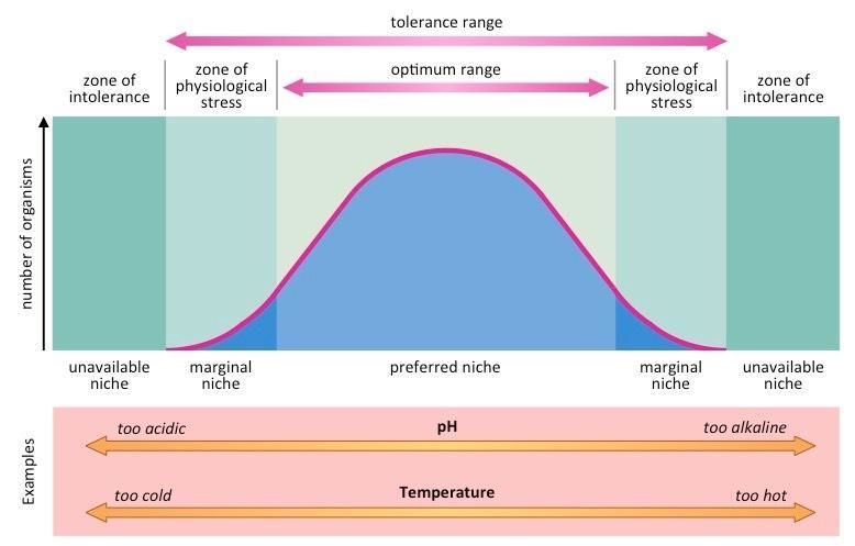 16. Referencing the graph, letter A represents a zone where organisms of this species-example-1