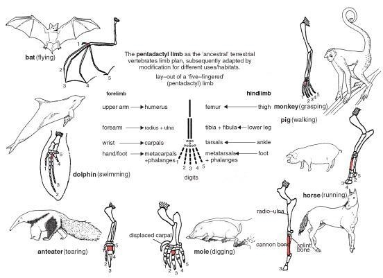 Which structures provide evidence that these organism share a common ancestor and-example-2