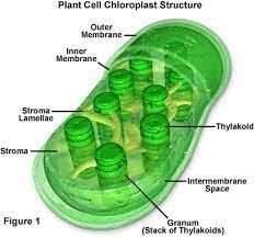 What does a chloroplast look like-example-1