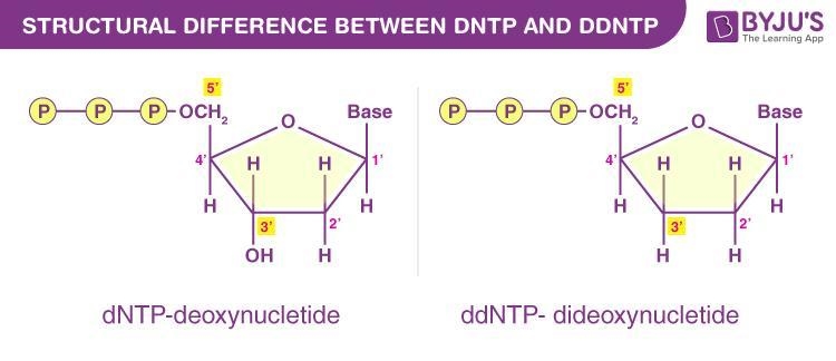 in the sanger (dideoxy) method for dna sequencing, researchers add a small amount-example-1