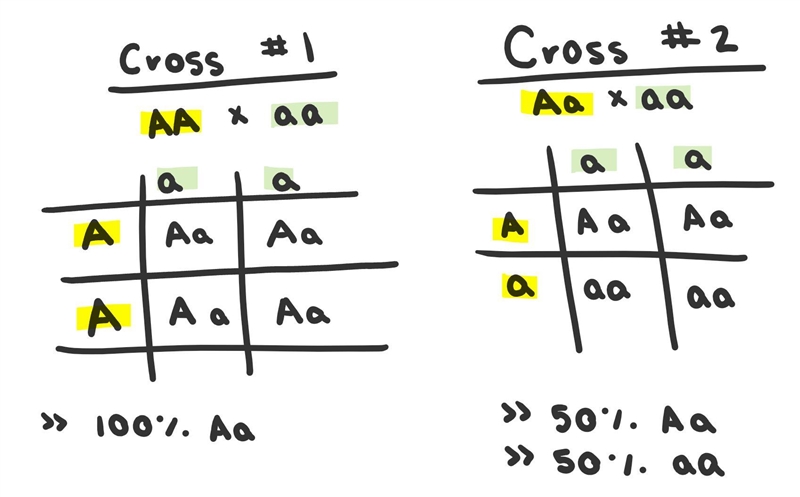 Make 2 Punnett squares using these crosses. AA x aa and Aa x aa-example-1