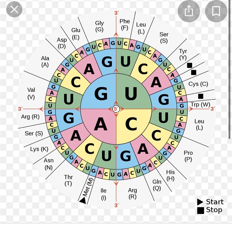 For each sequence of DNA is shown. Write the complementary RNA sequence underneath-example-1