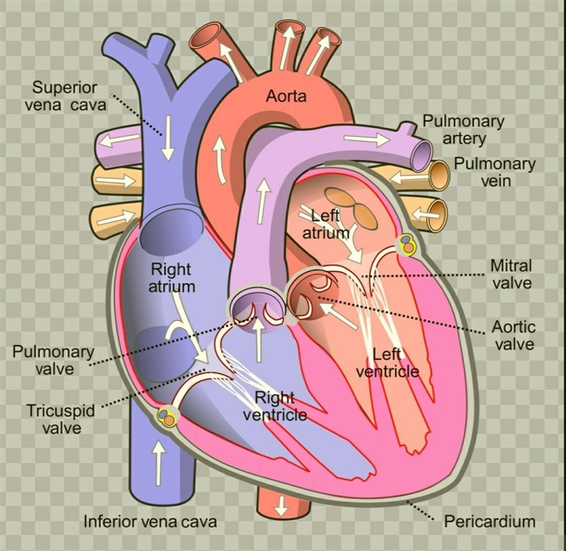 Draw a well leabled diagram of heart and show its internal mechanism blood flow​-example-1