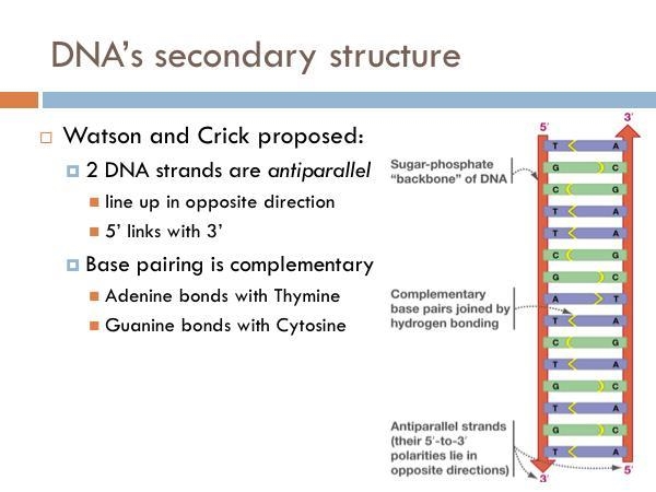 In DNA , both strand are parallel or complementary?-example-1