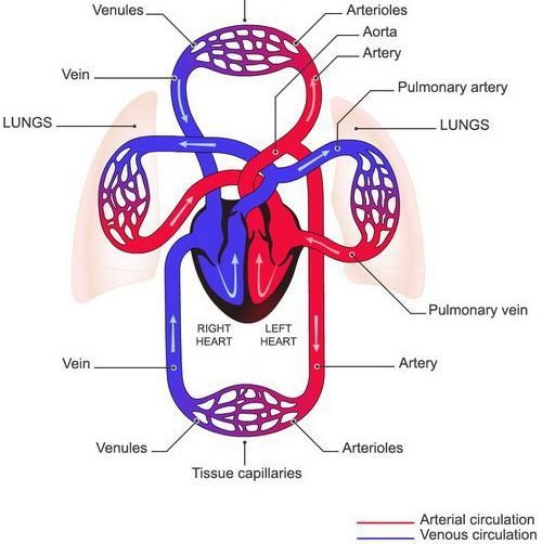 What is the order of the blood circulatory system?.-example-1