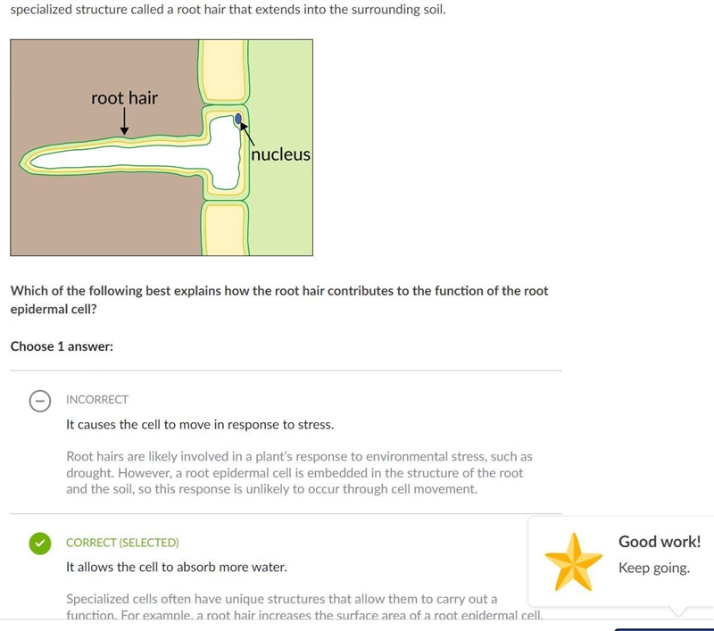 Which of the following best explains how the root hair contributes to the function-example-1