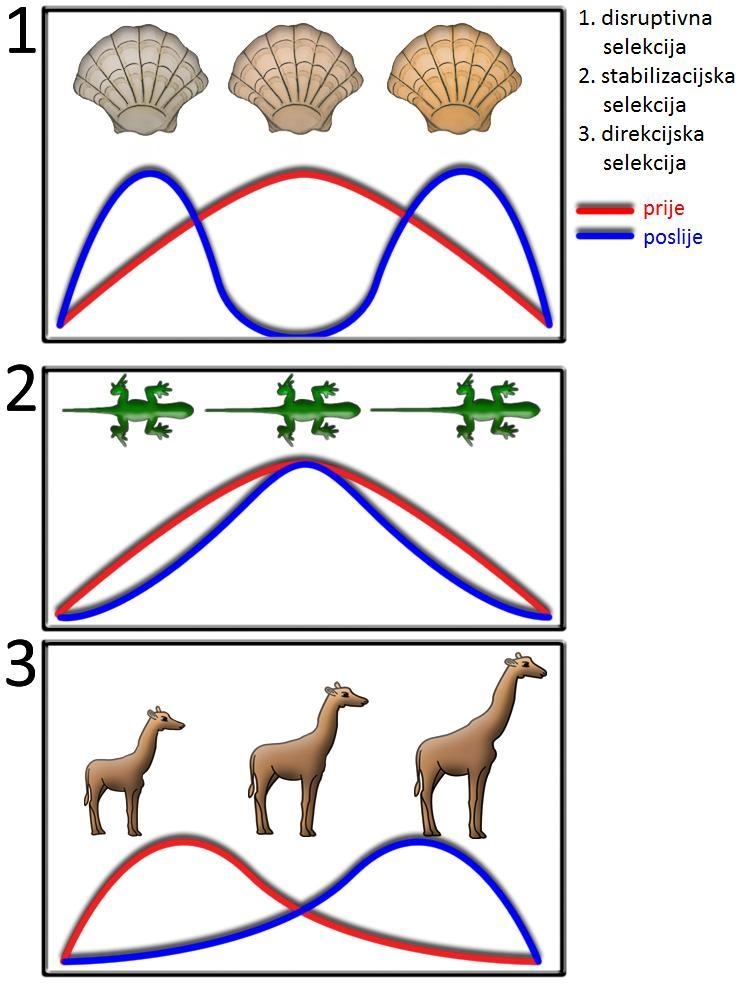 Which type of selection is the most likely to result in Speciation?A. Disruptive selectionB-example-2