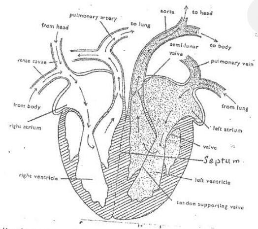 Describe the pathway of blood through the heart. Starting with blood entering the-example-1