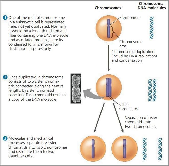 In a species with chromosome set 2n = 16 during mitosis there is a pair of undifferentiated-example-1