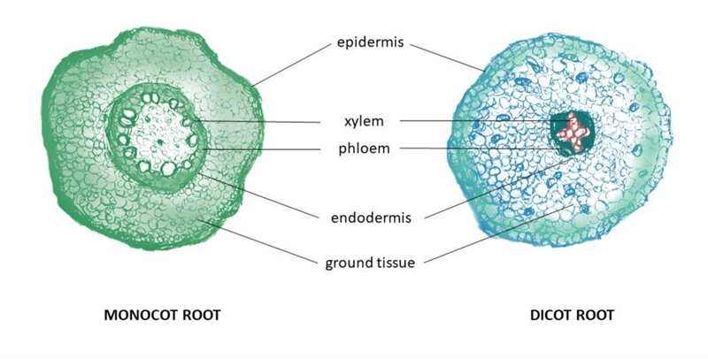 ASAP!! 11/16/22 draw and label the arrangement of vascular tissue in a monocot stem-example-2