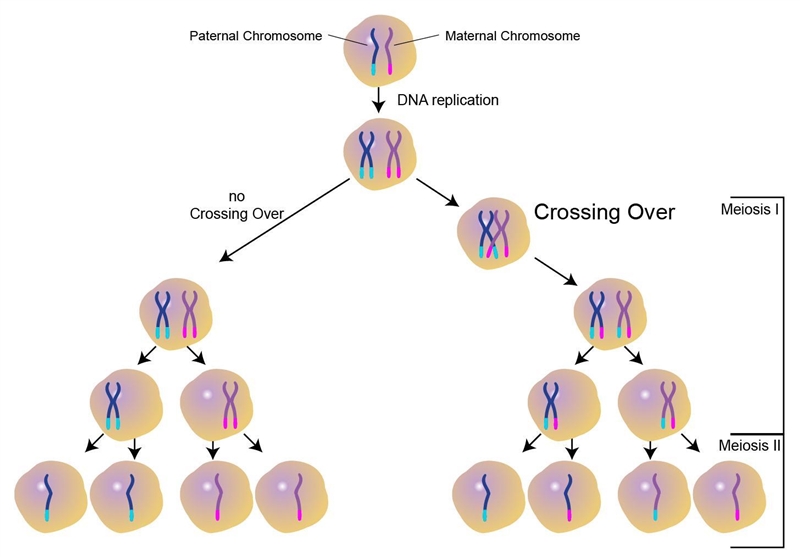 Reviewing Meiosis: 1. Draw a diagram depicting the process if crossing over. ​-example-1