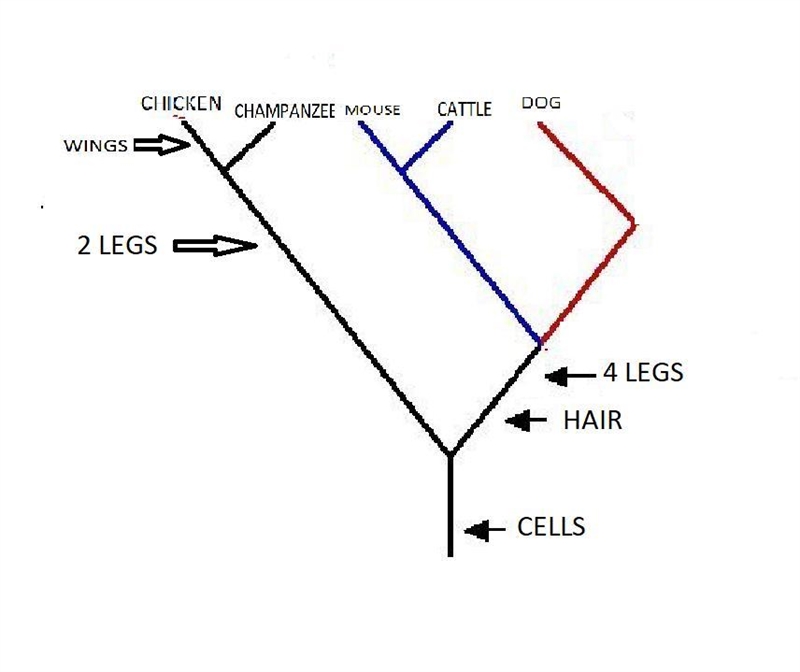 Can someone help make a cladogram out of this-example-1